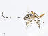  ( - CBG-A10803-D10)  @11 [ ] CreativeCommons - Attribution Share - Alike (2023) CBG Photography Group Centre for Biodiversity Genomics
