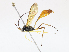  ( - CBG-A10803-G06)  @11 [ ] CreativeCommons - Attribution Share - Alike (2023) CBG Photography Group Centre for Biodiversity Genomics