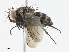  ( - CBG-A10804-D07)  @11 [ ] CreativeCommons - Attribution Share - Alike (2023) CBG Photography Group Centre for Biodiversity Genomics