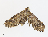  ( - CBG-A13267-A03)  @11 [ ] CreativeCommons - Attribution Share - Alike (2023) CBG Photography Group Centre for Biodiversity Genomics