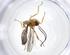  ( - CBG-A13715-H04)  @11 [ ] CreativeCommons - Attribution Share - Alike (2023) Centre for Biodiversity Genomics Centre for Biodiversity Genomics