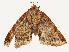  ( - CBG-A51959-E12)  @11 [ ] CreativeCommons - Attribution Share - Alike (2024) CBG Photography Group Centre for Biodiversity Genomics