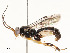  ( - CBG-A54375-F05)  @11 [ ] CreativeCommons - Attribution Share - Alike (2024) CBG Photography Group Centre for Biodiversity Genomics