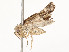  ( - CBG-A54376-C09)  @11 [ ] CreativeCommons - Attribution Share - Alike (2024) CBG Photography Group Centre for Biodiversity Genomics