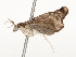  ( - CBG-A54379-B07)  @11 [ ] CreativeCommons - Attribution Share - Alike (2024) CBG Photography Group Centre for Biodiversity Genomics