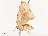  ( - CBG-A54381-A04)  @11 [ ] CreativeCommons - Attribution Share - Alike (2024) CBG Photography Group Centre for Biodiversity Genomics
