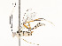  ( - CBG-A54381-G09)  @11 [ ] CreativeCommons - Attribution Share - Alike (2024) CBG Photography Group Centre for Biodiversity Genomics