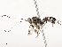  ( - CBG-A54382-A10)  @11 [ ] CreativeCommons - Attribution Share - Alike (2025) CBG Photography Group Centre for Biodiversity Genomics