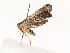  ( - CBG-A54463-C12)  @11 [ ] CreativeCommons - Attribution Share - Alike (2025) CBG Photography Group Centre for Biodiversity Genomics