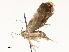  (Promenesta marginella - CBG-A58594-H06)  @11 [ ] CreativeCommons - Attribution Share - Alike (2024) CBG Photography Group Centre for Biodiversity Genomics
