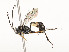  ( - CBG-A58706-D05)  @11 [ ] CreativeCommons - Attribution Share - Alike (2025) CBG Photography Group Centre for Biodiversity Genomics