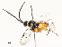  (Hypomicrogaster Whitfield38 - CBG-A59479-E07)  @11 [ ] CreativeCommons - Attribution Share - Alike (2025) CBG Photography Group Centre for Biodiversity Genomics