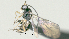 ( - CCDB-38214-A01)  @11 [ ] CreativeCommons - Attribution (2023) Michael Sharkey Centre for Biodiversity Genomics
