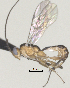  ( - CCDB-38214-A12)  @11 [ ] CreativeCommons - Attribution (2023) Michael Sharkey Centre for Biodiversity Genomics