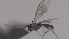  ( - CCDB-38196-A09)  @11 [ ] CreativeCommons - Attribution (2023) Michael Sharkey Centre for Biodiversity Genomics