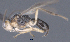  ( - CCDB-38197-B01)  @11 [ ] CreativeCommons - Attribution (2023) Michael Sharkey Centre for Biodiversity Genomics