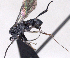  ( - CCDB-38197-B11)  @11 [ ] CreativeCommons - Attribution (2023) Michael Sharkey Centre for Biodiversity Genomics