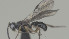  ( - CCDB-38198-B02)  @11 [ ] CreativeCommons - Attribution (2023) Michael Sharkey Centre for Biodiversity Genomics
