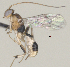  ( - CCDB-38214-B02)  @11 [ ] CreativeCommons - Attribution (2023) Michael Sharkey Centre for Biodiversity Genomics