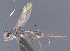  ( - CCDB-38197-B05)  @11 [ ] CreativeCommons - Attribution (2023) Michael Sharkey Centre for Biodiversity Genomics