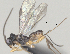  ( - CCDB-38214-B06)  @11 [ ] CreativeCommons - Attribution (2023) Michael Sharkey Centre for Biodiversity Genomics