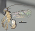  ( - CCDB-38198-C11)  @11 [ ] CreativeCommons - Attribution (2023) Michael Sharkey Centre for Biodiversity Genomics