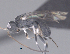 (Ascogaster Malaise1878 - CCDB-38197-C12)  @11 [ ] CreativeCommons - Attribution (2023) Michael Sharkey Centre for Biodiversity Genomics