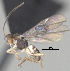  ( - CCDB-38214-C12)  @11 [ ] CreativeCommons - Attribution (2023) Michael Sharkey Centre for Biodiversity Genomics
