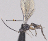  (Dinotrema Malaise8273 - CCDB-38196-C02)  @11 [ ] CreativeCommons - Attribution (2023) Michael Sharkey Centre for Biodiversity Genomics