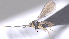  (Dinotrema Malaise6158 - CCDB-38197-C03)  @11 [ ] CreativeCommons - Attribution (2023) Michael Sharkey Centre for Biodiversity Genomics