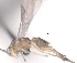  ( - CCDB-38197-C06)  @11 [ ] CreativeCommons - Attribution (2023) Michael Sharkey Centre for Biodiversity Genomics