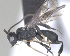  ( - CCDB-38214-C08)  @11 [ ] CreativeCommons - Attribution (2023) Michael Sharkey Centre for Biodiversity Genomics