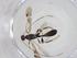  (Notiospathius Malaise2860 - CBG-A13330-G07)  @11 [ ] CreativeCommons - Attribution Share - Alike (2023) Centre for Biodiversity Genomics Centre for Biodiversity Genomics