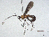  (Monitoriella Malaise0725 - CBG-A13331-D09)  @11 [ ] CreativeCommons - Attribution Share - Alike (2023) CBG Photography Group Centre for Biodiversity Genomics