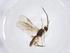  (Stiropius Malaise8926 - CBG-A13332-F06)  @11 [ ] CreativeCommons - Attribution Share - Alike (2023) Centre for Biodiversity Genomics Centre for Biodiversity Genomics