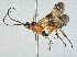  (Alabagrus kaydodgeae - CBG-A13332-H08)  @11 [ ] CreativeCommons - Attribution Share - Alike (2023) CBG Photography Group Centre for Biodiversity Genomics