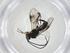  (Ascogaster Malaise2644 - CBG-A13333-C07)  @11 [ ] CreativeCommons - Attribution Share - Alike (2023) Centre for Biodiversity Genomics Centre for Biodiversity Genomics