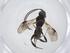  (Ascogaster Malaise5750 - CBG-A13334-C07)  @11 [ ] CreativeCommons - Attribution Share - Alike (2023) Centre for Biodiversity Genomics Centre for Biodiversity Genomics