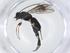  (Ascogaster Malaise0999 - CBG-A13334-G08)  @11 [ ] CreativeCommons - Attribution Share - Alike (2023) Centre for Biodiversity Genomics Centre for Biodiversity Genomics