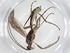  (Aleiodes Malaise5416 - CBG-A13335-C05)  @11 [ ] CreativeCommons - Attribution Share - Alike (2023) Centre for Biodiversity Genomics Centre for Biodiversity Genomics