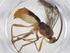  (Aleiodes Malaise9189 - CBG-A13335-C07)  @11 [ ] CreativeCommons - Attribution Share - Alike (2023) Centre for Biodiversity Genomics Centre for Biodiversity Genomics