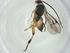  (Hypomicrogaster Malaiase3517 - CBG-A26235-A10)  @11 [ ] CreativeCommons - Attribution Share - Alike (2024) Centre for Biodiversity Genomics Centre for Biodiversity Genomics