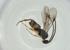 (Hypomicrogaster Malaise1283 - CBG-A26235-B11)  @11 [ ] CreativeCommons - Attribution Share - Alike (2024) Centre for Biodiversity Genomics Centre for Biodiversity Genomics