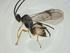  (Hypomicrogaster Malaise2452 - CBG-A26235-C06)  @11 [ ] CreativeCommons - Attribution Share - Alike (2024) Centre for Biodiversity Genomics Centre for Biodiversity Genomics