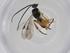  (Hypomicrogaster Malaise1629 - CBG-A26236-D11)  @11 [ ] CreativeCommons - Attribution Share - Alike (2024) Centre for Biodiversity Genomics Centre for Biodiversity Genomics