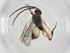  (Hypomicrogaster Janzen4798 - CBG-A26237-C05)  @11 [ ] CreativeCommons - Attribution Share - Alike (2024) Centre for Biodiversity Genomics Centre for Biodiversity Genomics