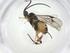  (Hypomicrogaster Malaise1956 - CBG-A26269-C01)  @11 [ ] CreativeCommons - Attribution Share - Alike (2024) Centre for Biodiversity Genomics Centre for Biodiversity Genomics