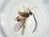  (Hypomicrogaster Whitfield55 - CBG-A26269-F08)  @11 [ ] CreativeCommons - Attribution Share - Alike (2024) Centre for Biodiversity Genomics Centre for Biodiversity Genomics