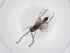  (Microctonus Malaise8176 - CBG-A40268-E11)  @11 [ ] CreativeCommons - Attribution Share - Alike (2024) Centre for Biodiversity Genomics Centre for Biodiversity Genomics