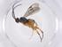 (Hypomicrogaster Malaise4085 - CBG-A40270-B04)  @11 [ ] CreativeCommons - Attribution Share - Alike (2024) Centre for Biodiversity Genomics Centre for Biodiversity Genomics
